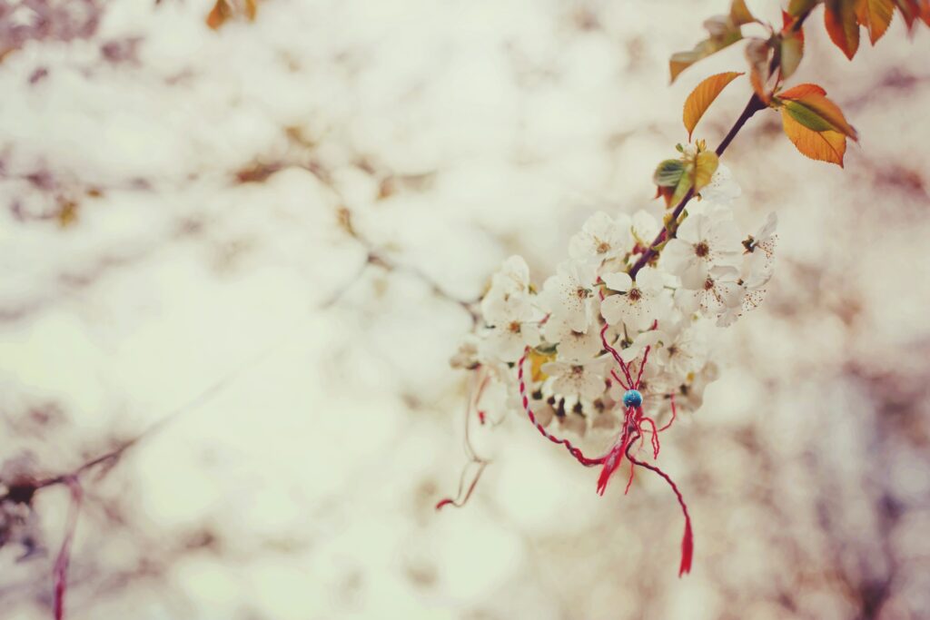 Serene Cherry Blossom Wallpaper: Vibrant Spring Branch Close-Up