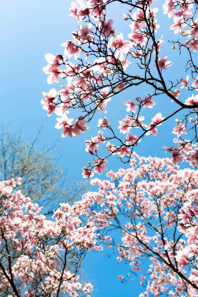 Cherry Blossom Wallpaper: Serene Spring Beauty Against Blue Sky