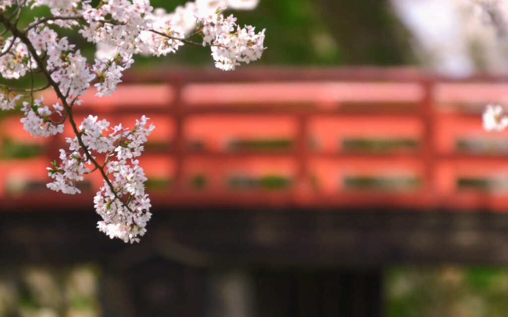Delicate cherry blossom branches with white petals blooming against red bridge and green spring background Wallpaper