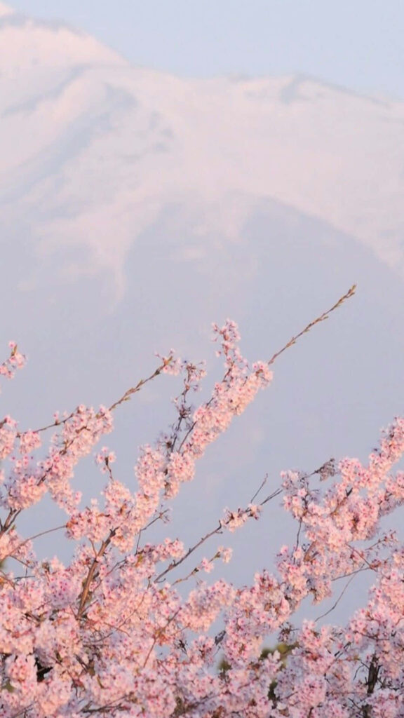 Serene Cherry Blossom Wallpaper: Soft Pastels & Mountain View