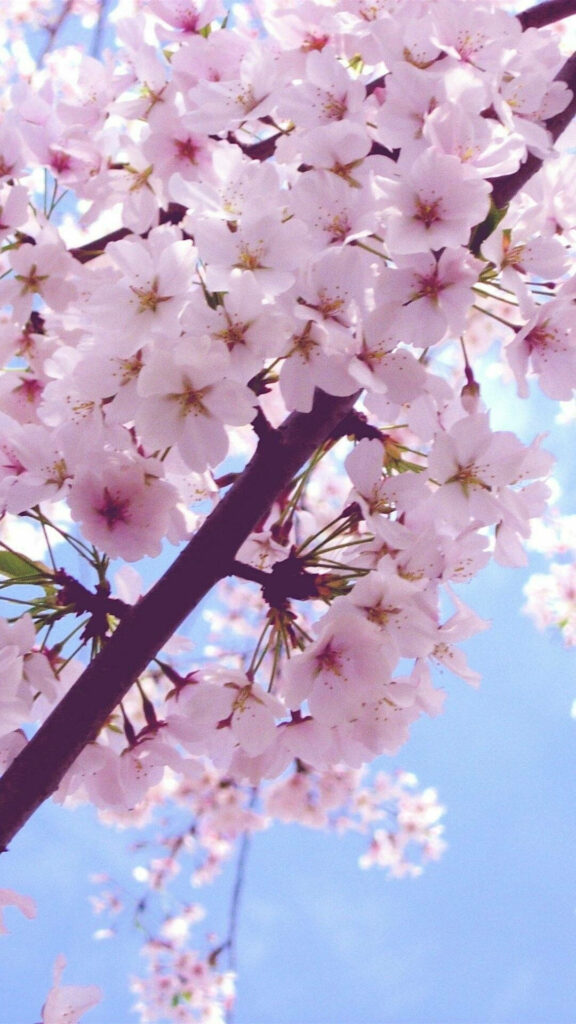 Tranquil Cherry Blossom iPhone Wallpaper Against Blue Sky