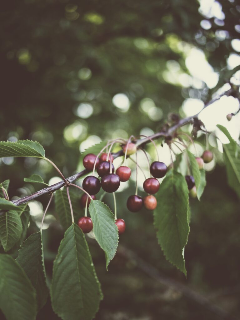 Serene Cherry Wallpaper: Lush Green Summer Background