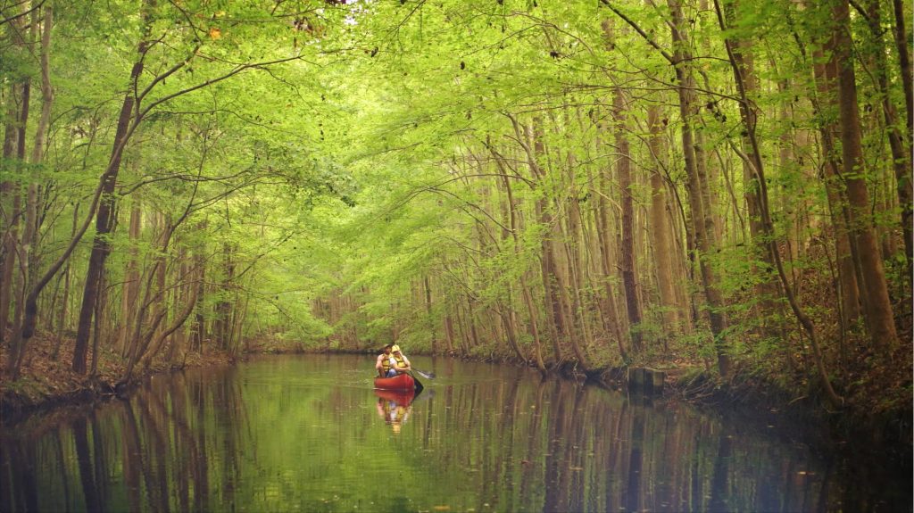 Two people paddling a red canoe on calm Chesapeake River surrounded by lush green forest Wallpaper