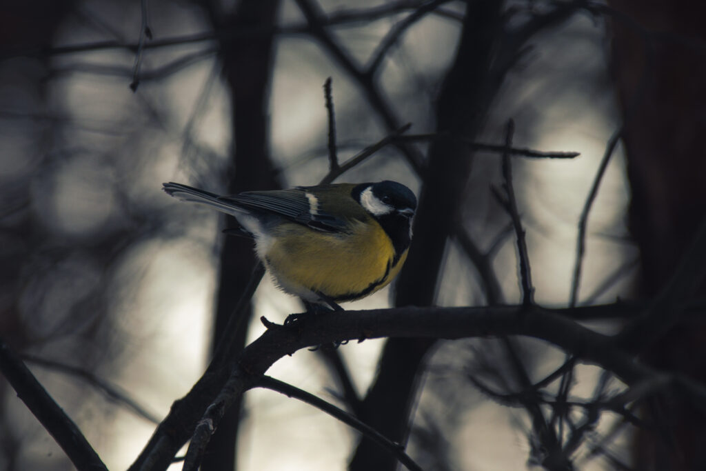 Winter Chickadee Wallpaper: Serene 6000x4000 Nature Background