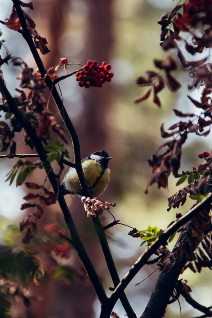 Chickadee on Rowan Berries: Serene Wallpaper with Soft Background