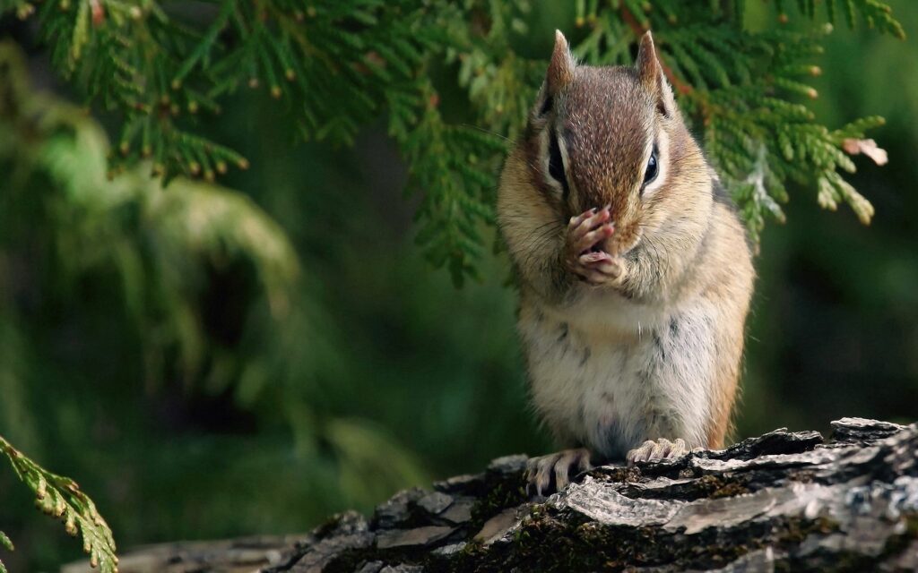 Serene Chipmunk on Tree Branch - Lush Green Nature Wallpaper