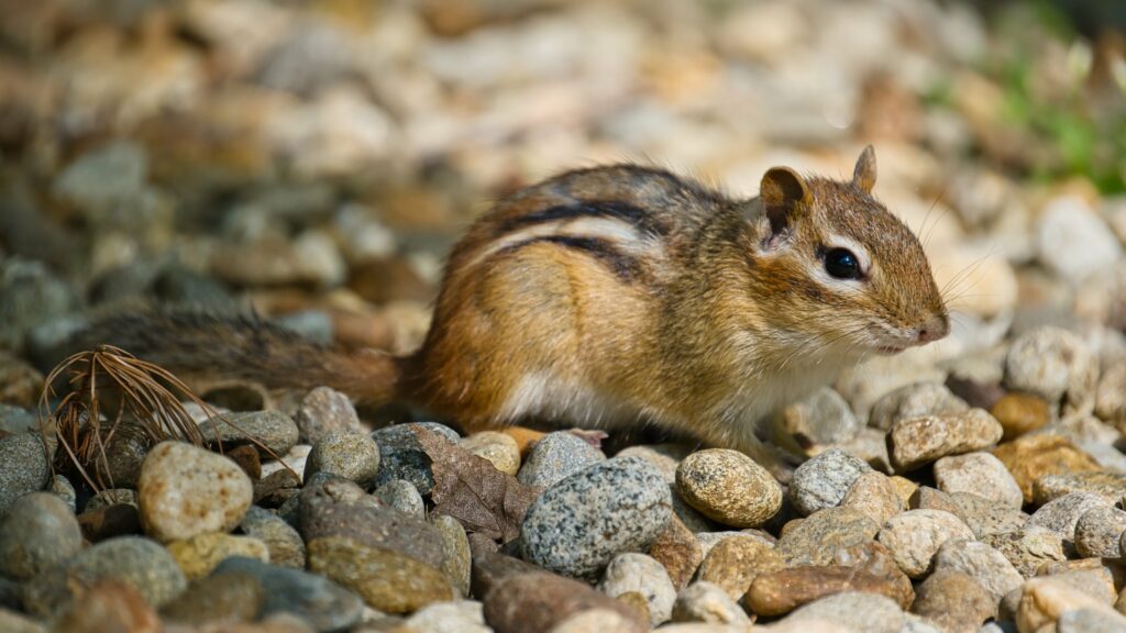 Charming Chipmunk Amid Stones: Serene Nature Wallpaper Background