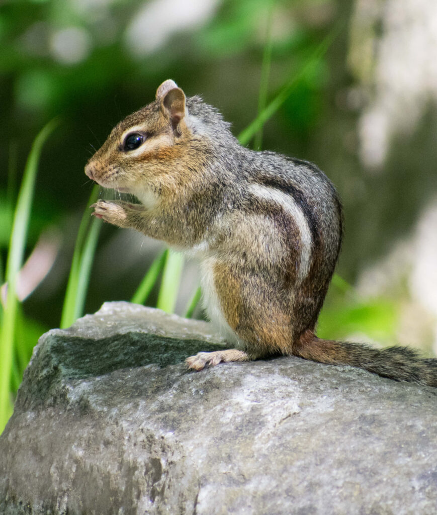 Chipmunk on Rock: Serene Nature Scene with Lush Green Background Wallpaper