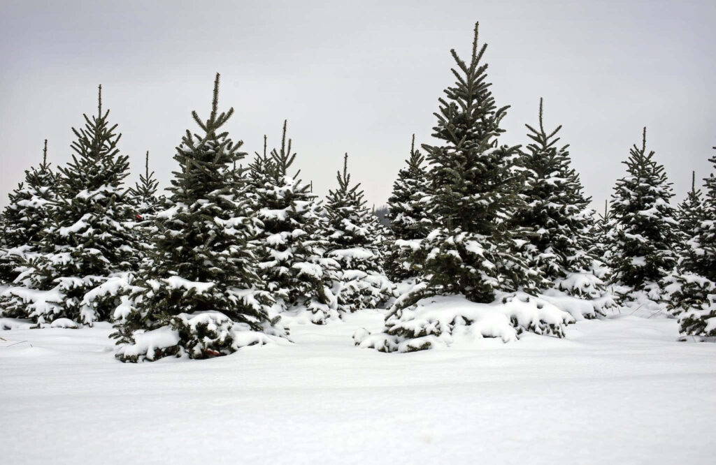 Serene Snow-Covered Christmas Tree Farm Wallpaper - Winter Background