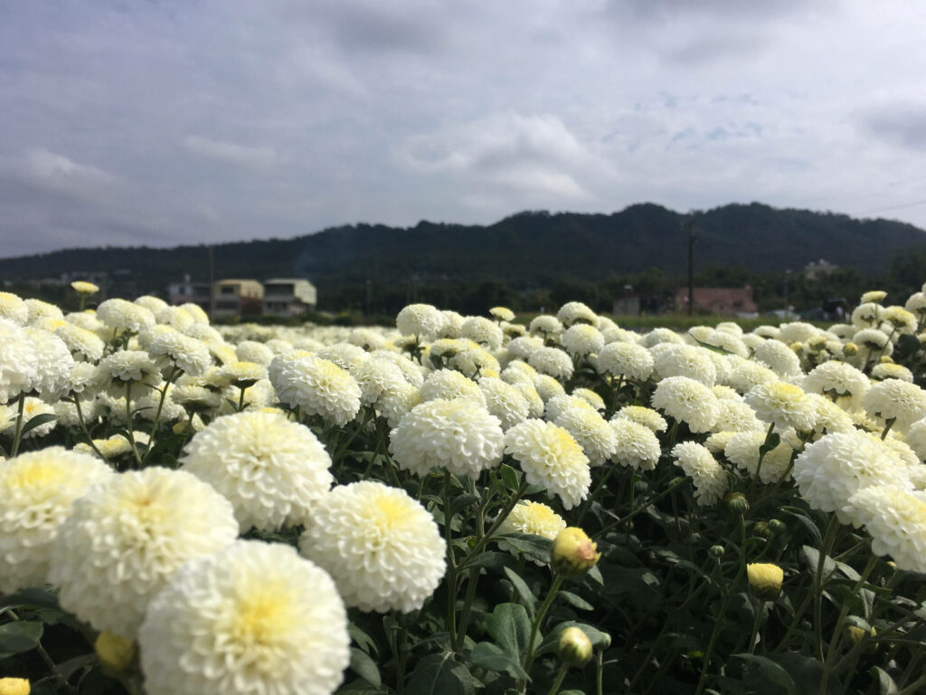 Serene Chrysanthemum Field Background with Distant Hills & Clouds Wallpaper