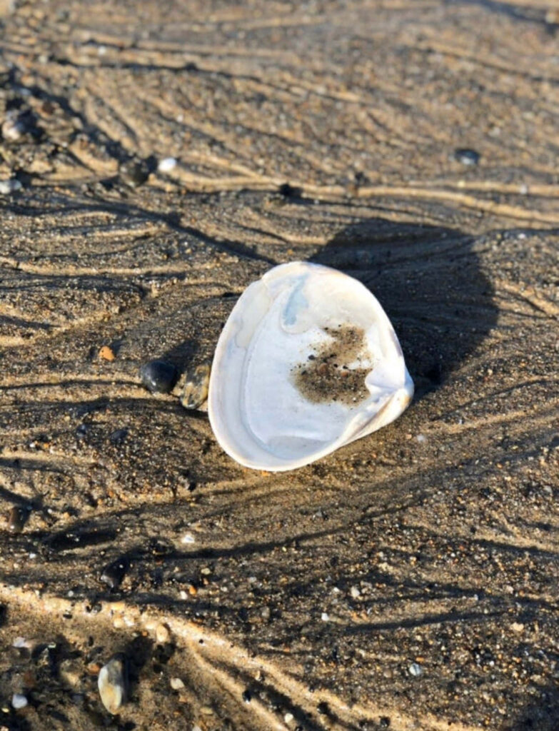Single clam shell on rippled wet sand with natural light highlighting white beige hues serene beach Wallpaper