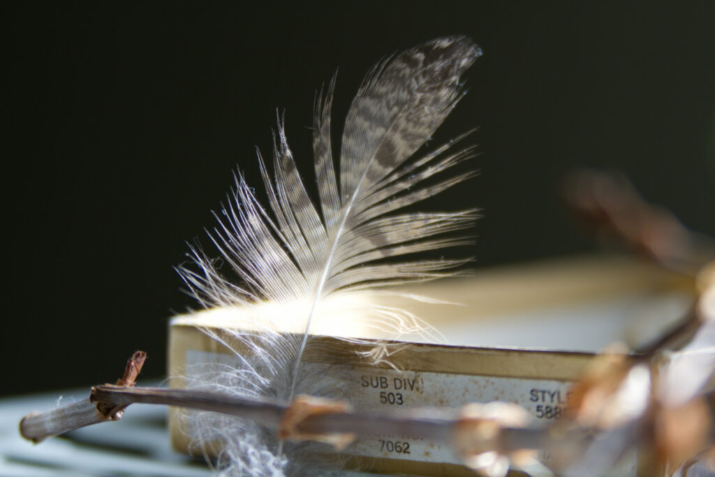 Elegant Close-Up of a Feather on Branch - Aesthetic Wallpaper Background