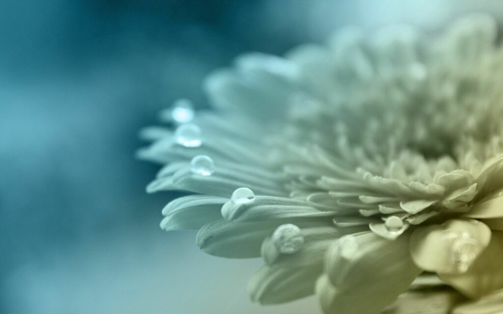Delicate Flower Close-Up: Water Droplets on Serene Wallpaper Background