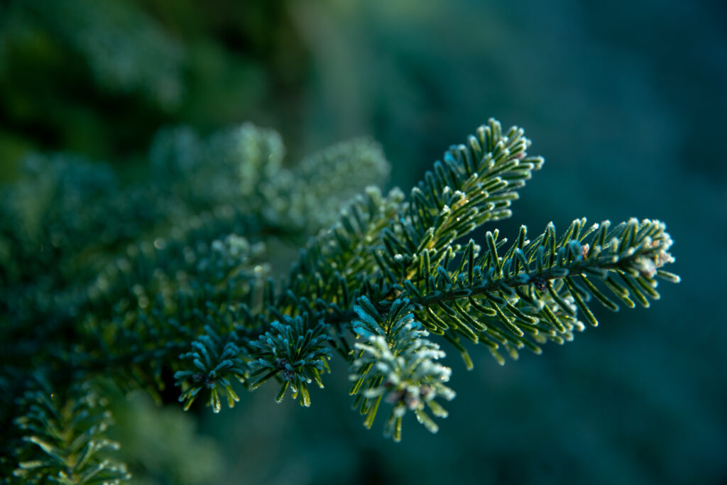 Serene Macro Shot of Green Branch with Sharp Needles - Wallpaper