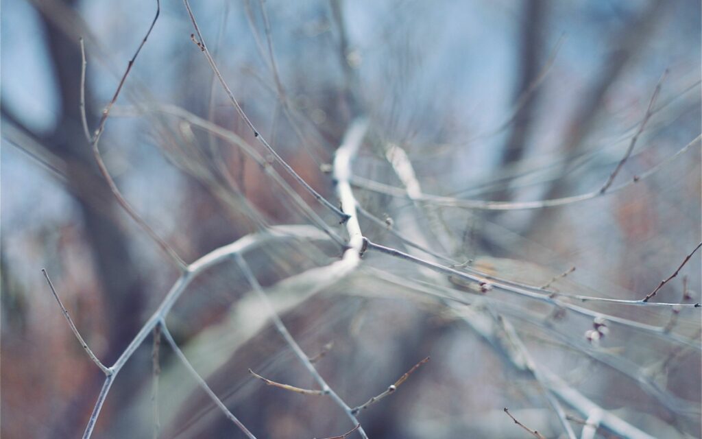 Serene Close-Up Wallpaper: Delicate Branches in Soft-Focus Nature