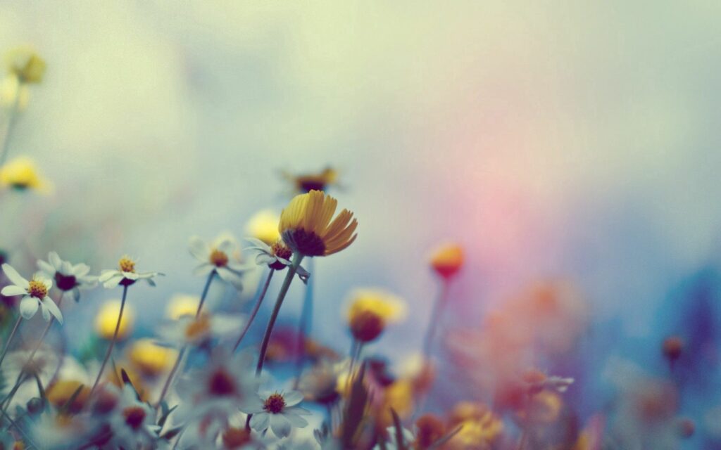 Serene Yellow & White Flower Wallpaper: Dreamy Close-Up Background