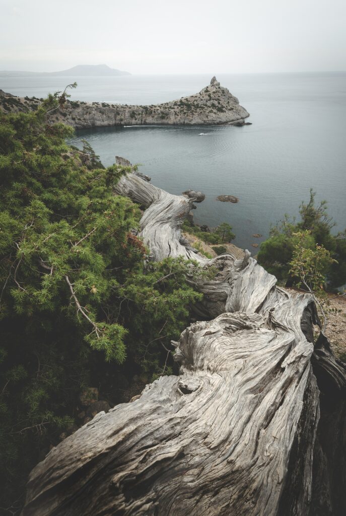 Serene coastal bay with calm blue waters weathered tree trunk lush greenery misty rocky outcrop Wallpaper