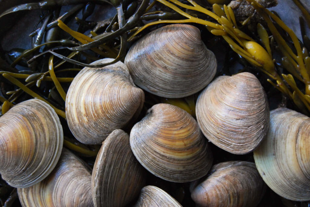 Close-up of smooth clam shells and seaweed with natural textures in earthy coastal tones wallpaper