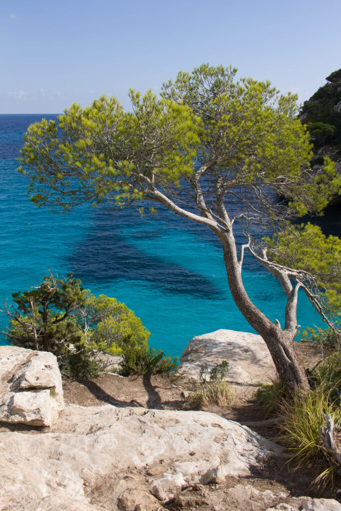 Serene Coastal Wallpaper: Lone Tree & Turquoise Sea Background