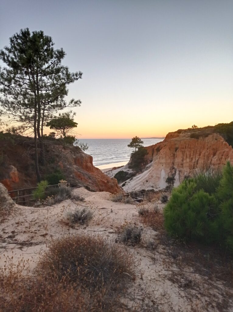 Serene coastal cliffs with pine trees overlooking calm sea at sunset natural landscape wallpaper