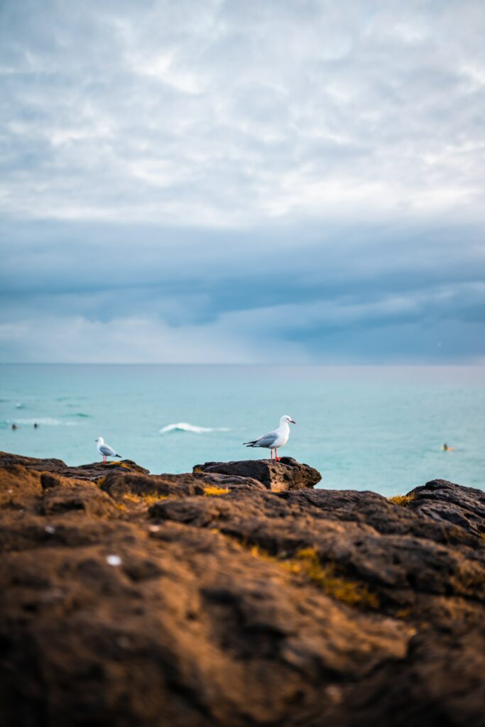 Tranquil Coastal Wallpaper: Seagulls on Rocks by the Ocean