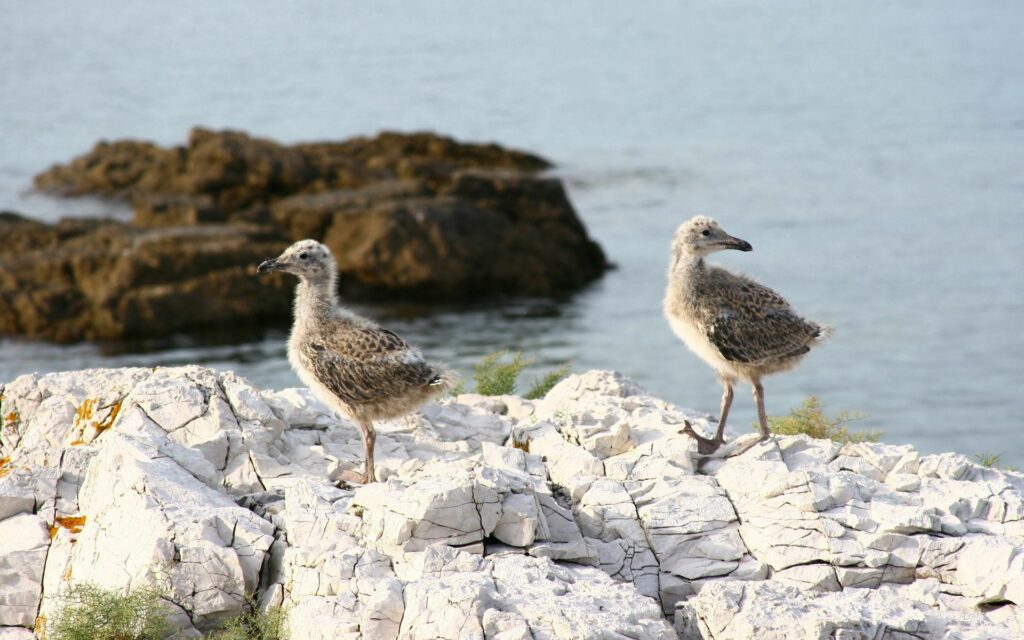 Charming Seabird Chicks on Rugged Rocks - Serene Coastal Wallpaper