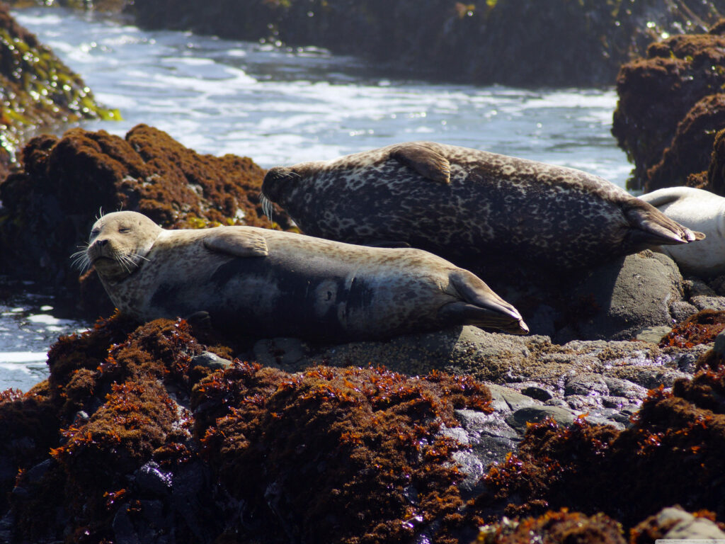 Serene Coastal Scene: Seals on Rocks with Gentle Waves - Nature Wallpaper