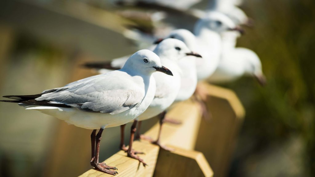 Seagulls perched on wooden railing coastal nature wallpaper bright serene bird close-up