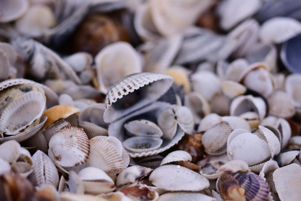 Close up of textured cockle shells wallpaper with soft focus and serene sandy coastal tones