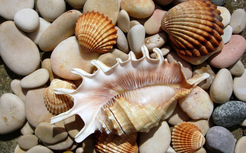 Seashells on smooth pebbles beige cream brown tones coastal beach wallpaper background texture
