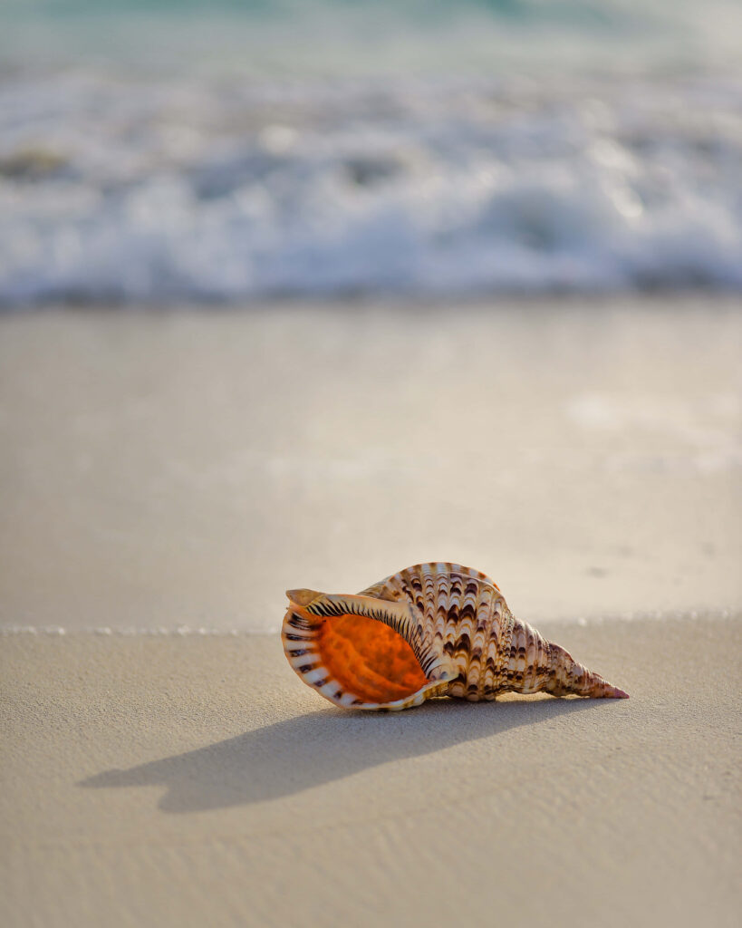 Serene Coastal Scene: Conch Seashell on Sandy Shore with Waves Wallpaper