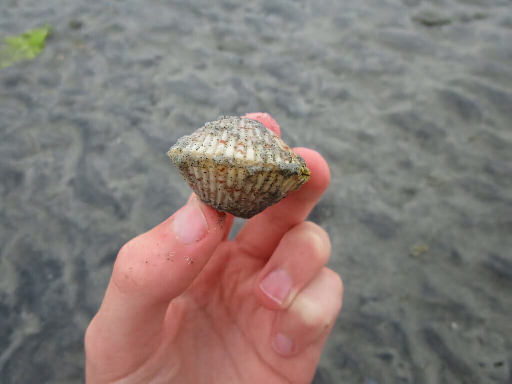 Hand holding a textured cockle shell on sandy beach close-up coastal wallpaper background