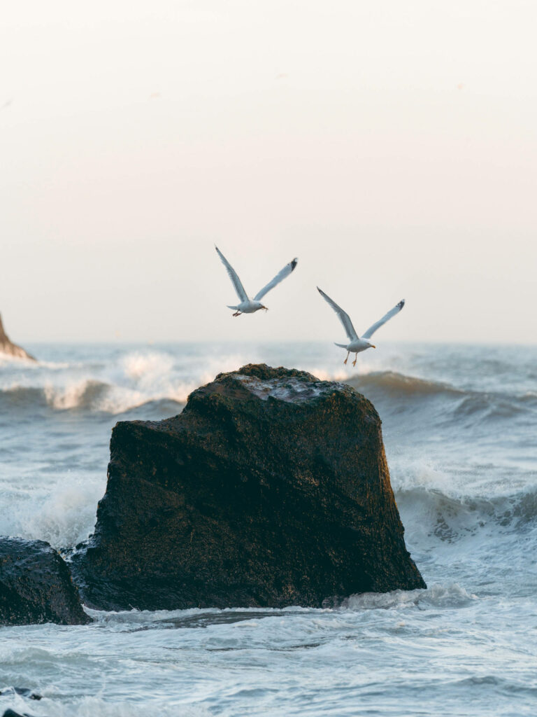 Serene Coastal Wallpaper with Seagulls and Gentle Ocean Waves
