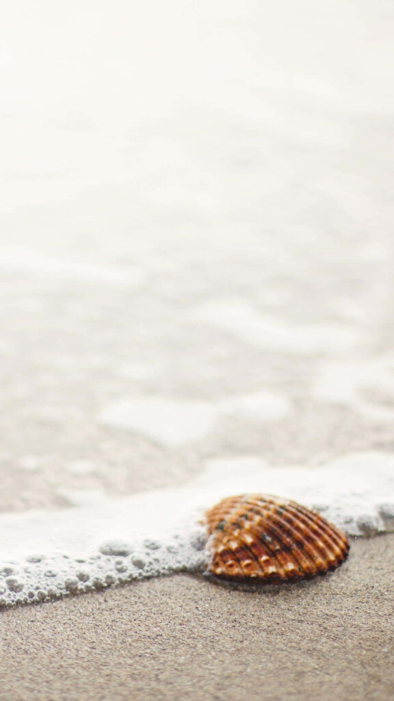 Single cockle shell on sandy beach with gentle ocean foam in soft natural light serene wallpaper