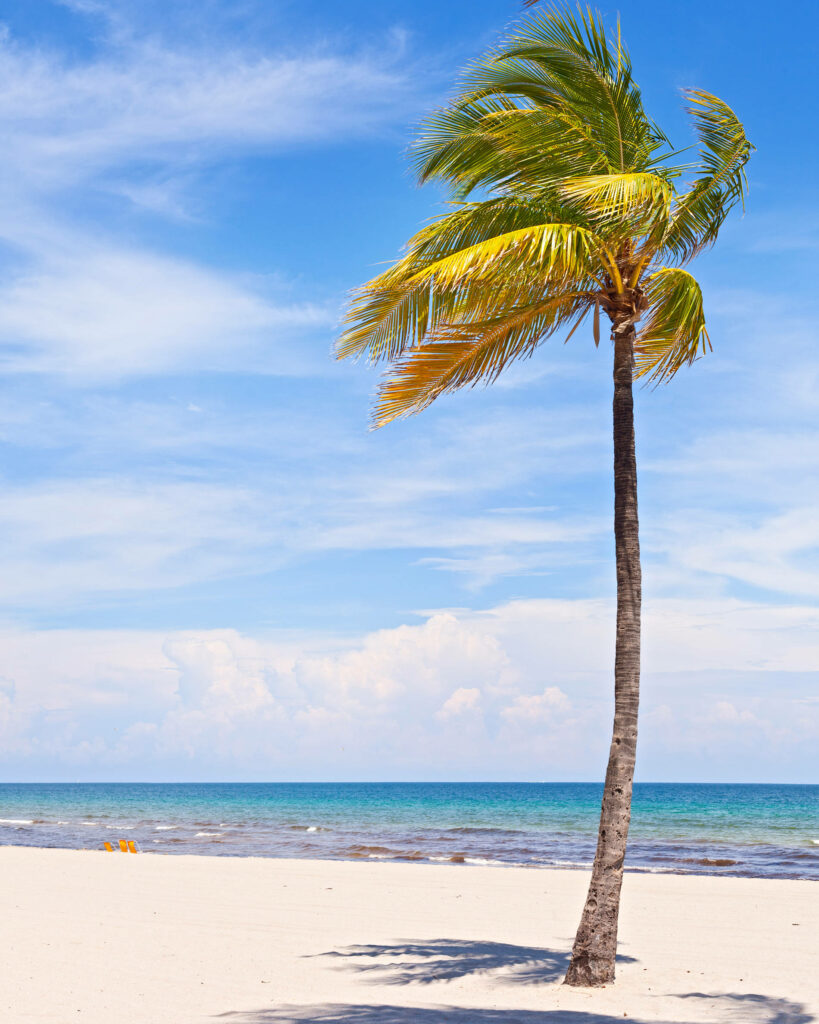 Serene Coconut Tree on Sandy Beach with Clear Blue Sky Background Wallpaper