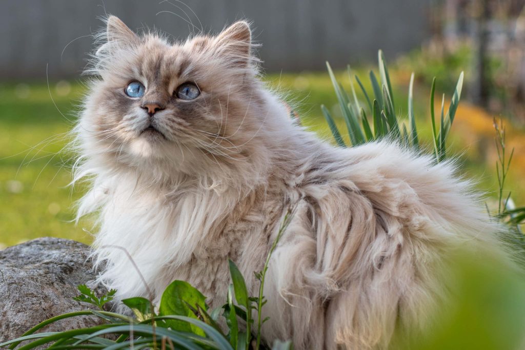 Fluffy colorpoint cat with blue eyes perched on garden rock in sunlit natural outdoor setting Wallpaper