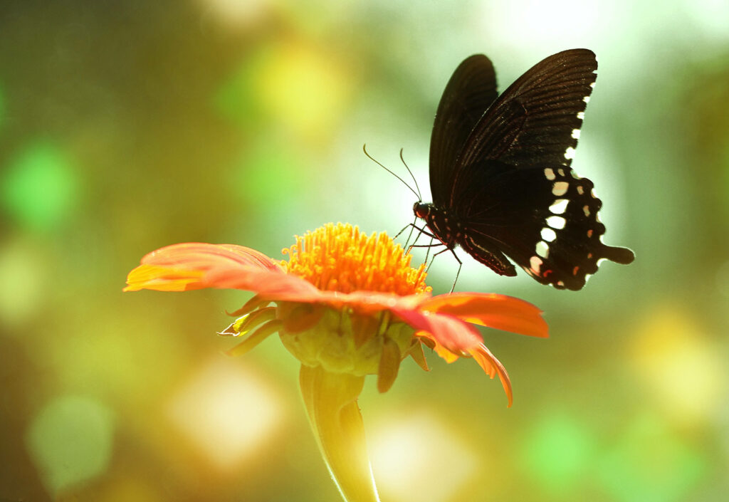 Common Mormon Butterfly on Flower - Serene Sunlit Background Wallpaper