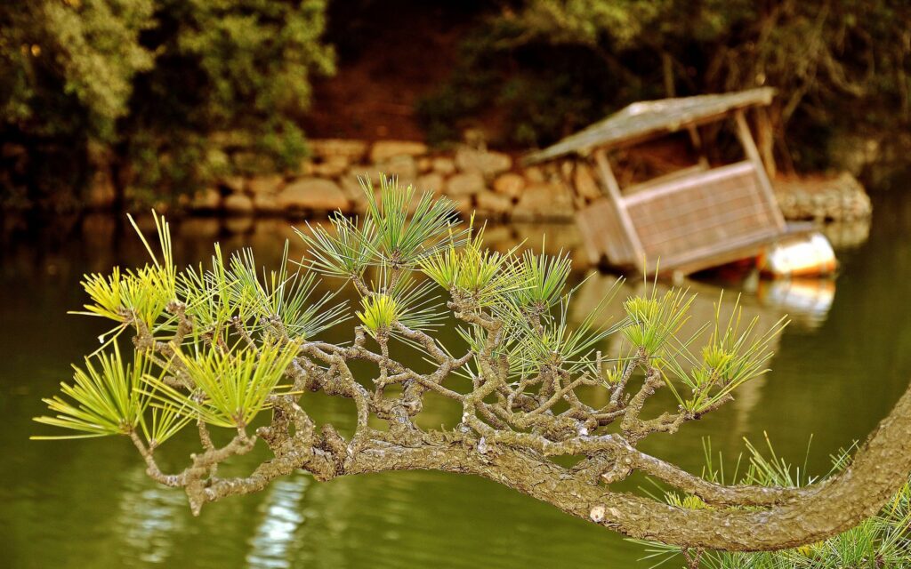 Detailed conifer branch with sharp green needles over calm lake and rustic wooden raft background Wallpaper