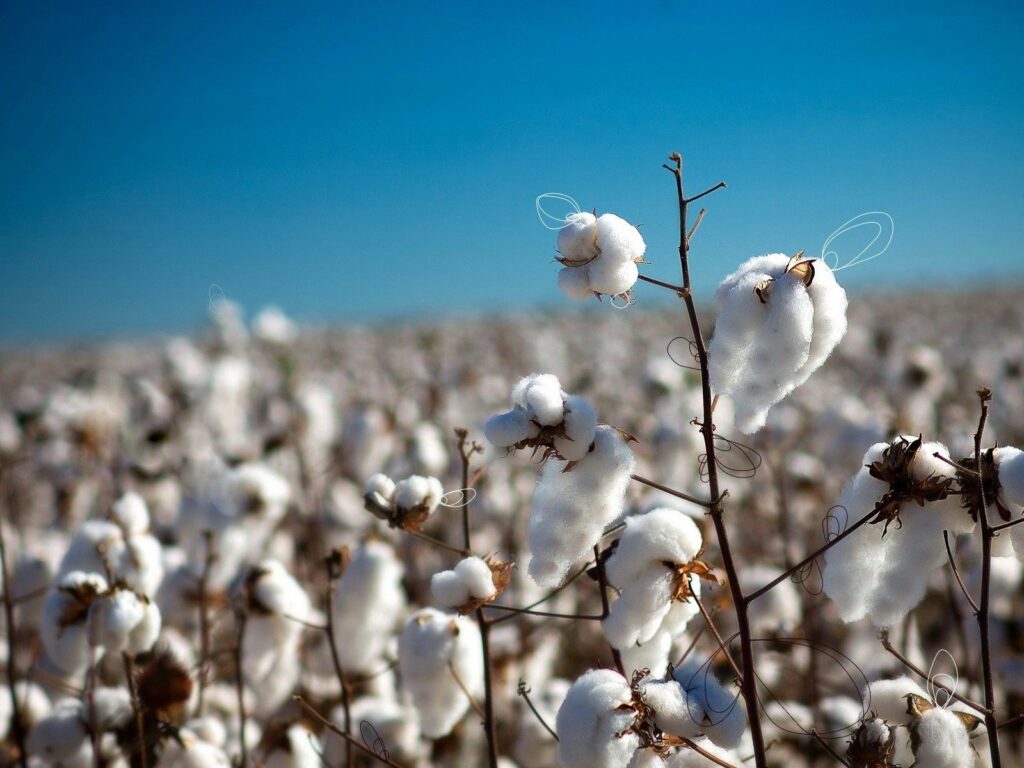 Serene Cotton Field Wallpaper: Clear Blue Sky & Rural Landscape