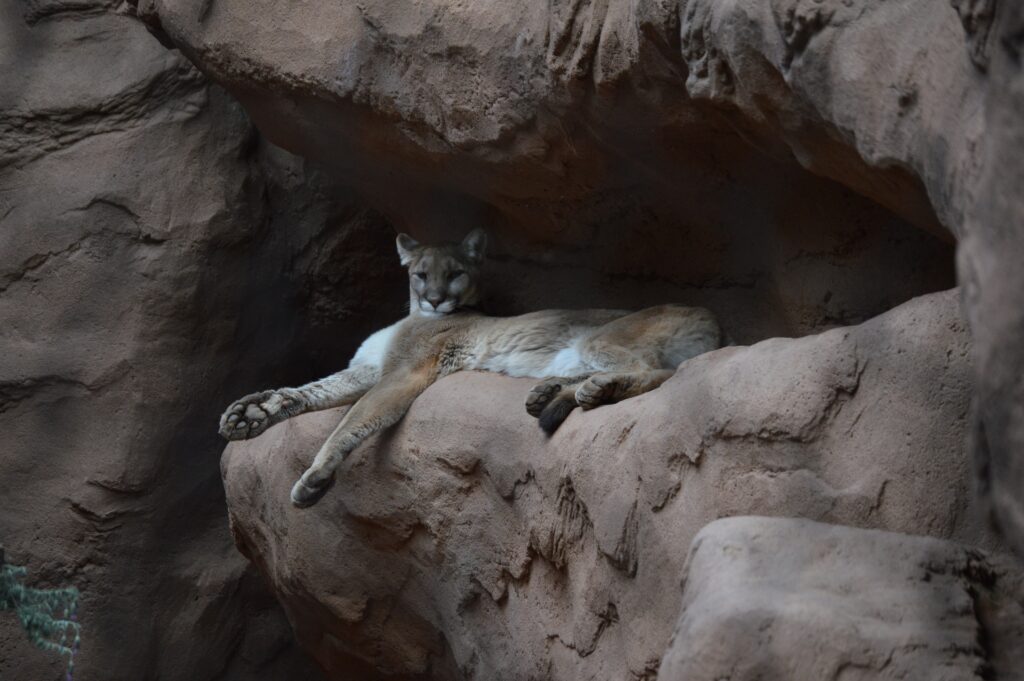 Serene Cougar Relaxing on Rock Formation - Majestic Wildlife Background Wallpaper