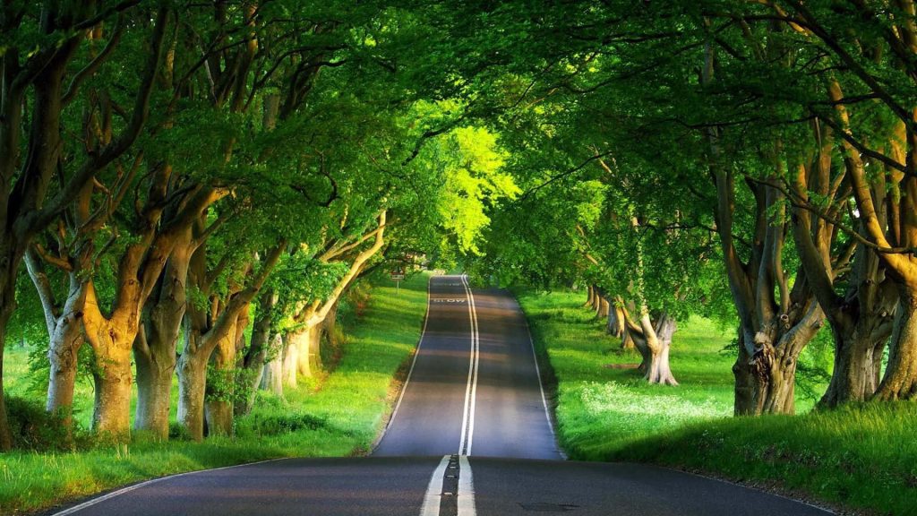 Scenic country road with vibrant tree canopy and soft sunlight perfect for desktop wallpaper