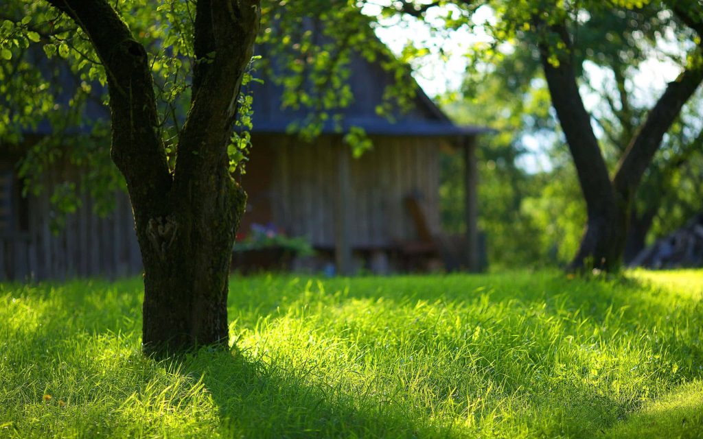 Rustic wooden cabin behind textured tree trunk in sunlit green grass peaceful countryside wallpaper