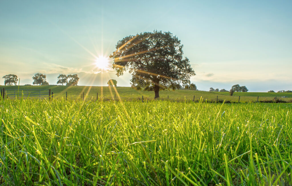Lush green field with tall grass and majestic tree under sunny clear blue sky in countryside Wallpaper