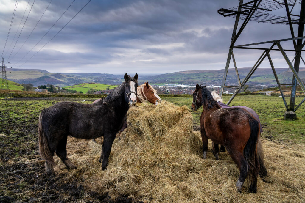 Tranquil Countryside Wallpaper: Horses, Hay, and Rolling Hills