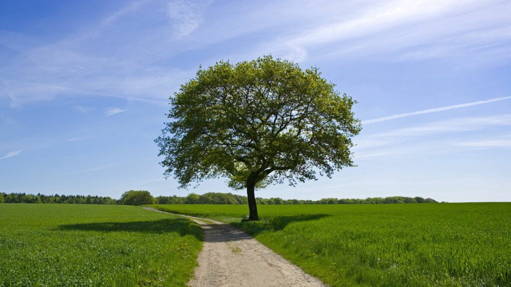 Serene countryside with large tree shading winding dirt road through green fields under blue sky Wallpaper