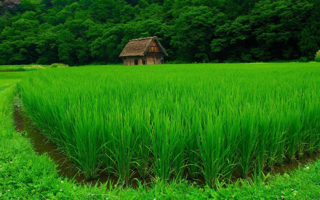 Lush green lawn under summer sun with vibrant grass and rustic wooden hut by forest edge Wallpaper