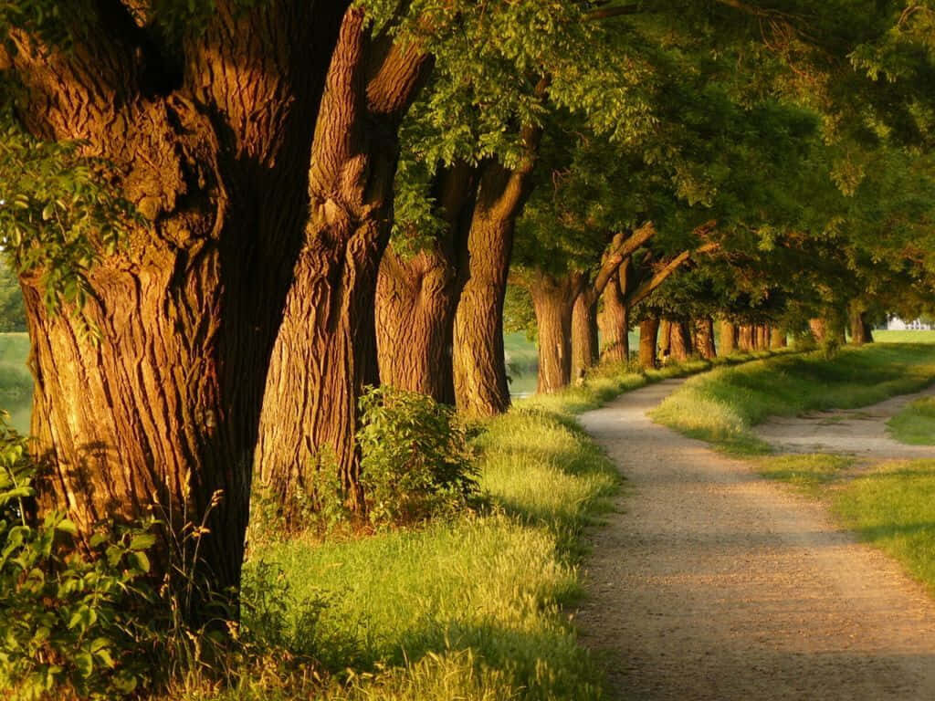 Serene Countryside Wallpaper: Tranquil Road and Sunlit Trees