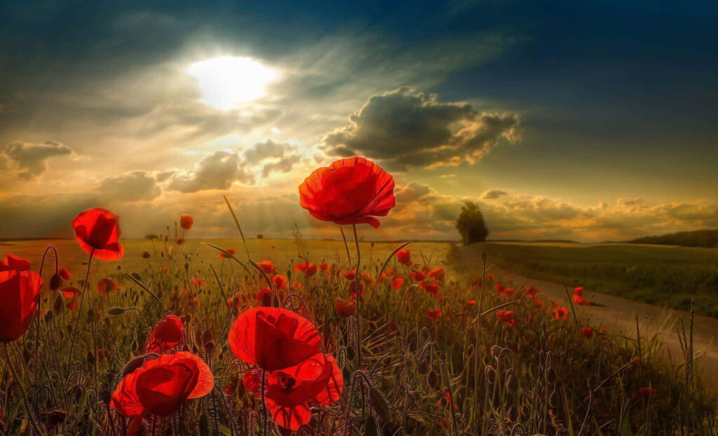 Serene Countryside Wallpaper: Vibrant Red Poppies & Tranquil Sky