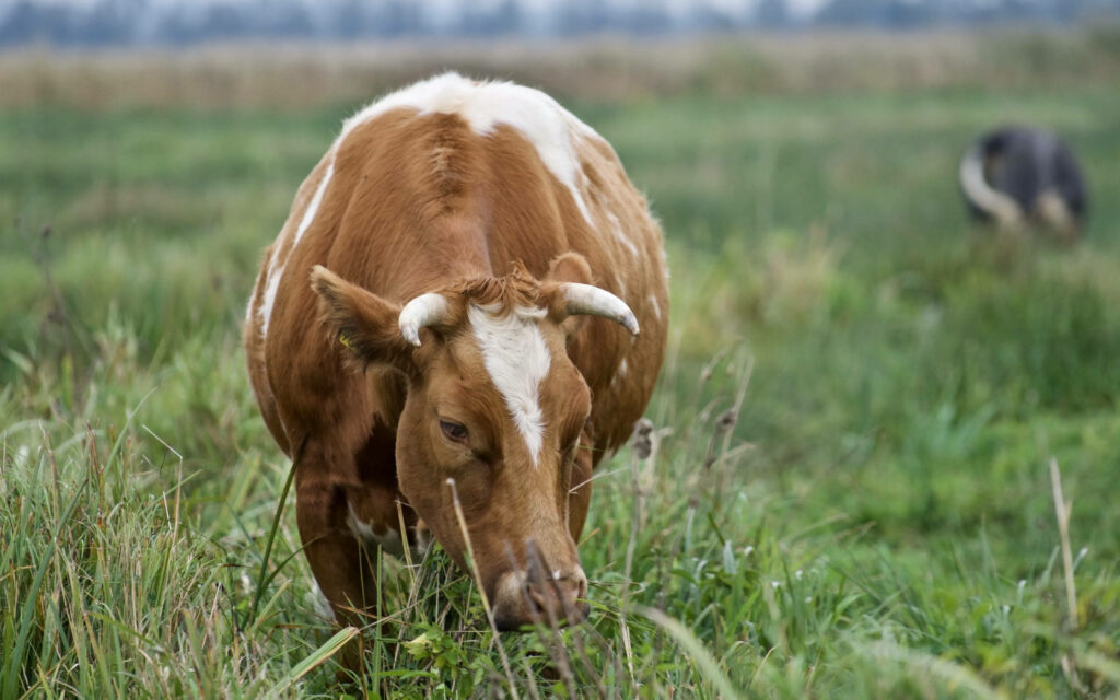 Serene Cow Wallpaper: Peaceful Grazing on Green Grass in Farm Setting
