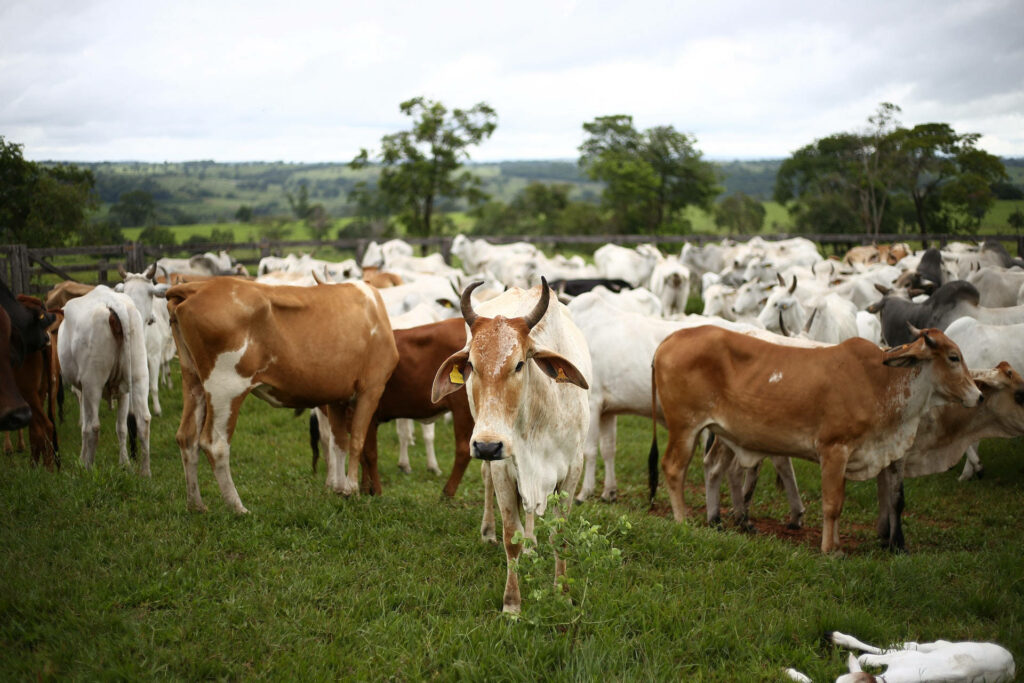 Tranquil Countryside Wallpaper: Cows Grazing on Lush Green Farm